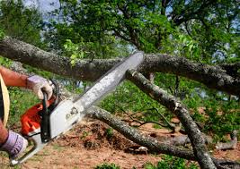 Best Tree Risk Assessment  in Vincent, AL