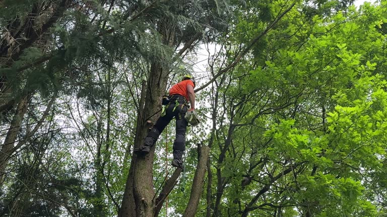 Trusted Vincent, AL Tree Services Experts