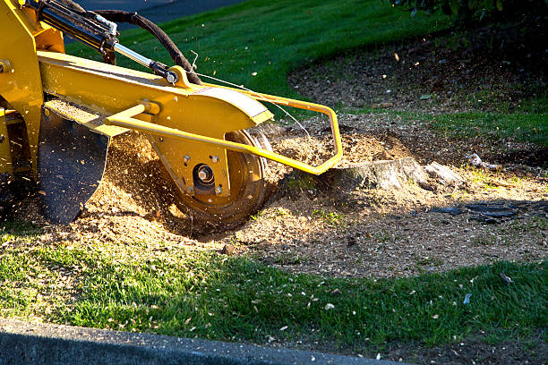 Best Aeration Services  in Vincent, AL