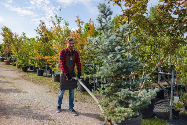 Best Tree Mulching  in Vincent, AL