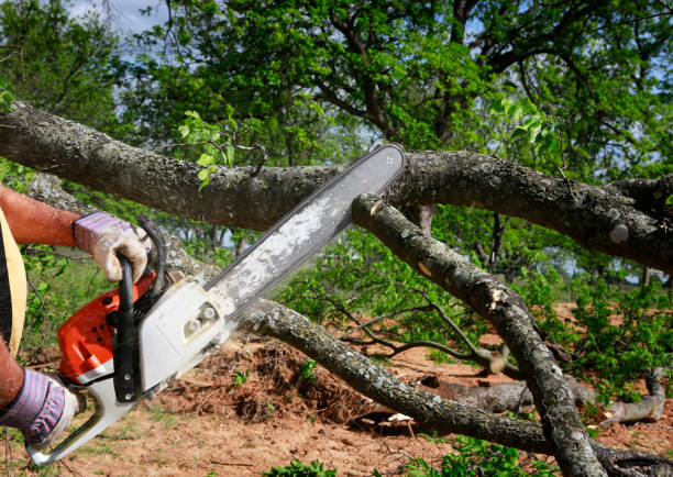 Pest Control for Lawns in Vincent, AL